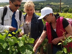 Wine-making courses in the vineyard with the winemaker