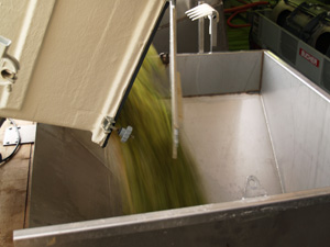 Loading the harvested grapes into the press