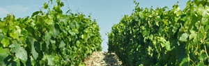 Rent-a-vine in France this Christmas with the Gourmet Odyssey Wine Experience gift.