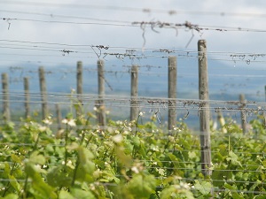 Vine growing in the Alsace vineyard France