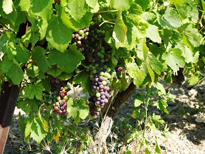 Veraison of the grapes in the Rhone Valley France