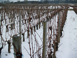 Snow covered Bordeaux vineyard