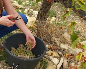 Wine course Harvesting the grapes in Rhone Valley