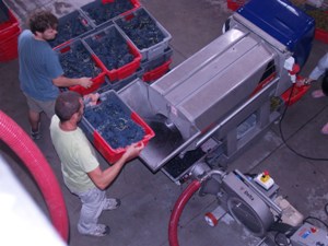 Emptying the grapes into the egrappeur