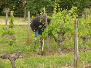 Removing the weeds from around the feet of the vines