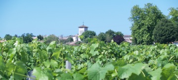 Gourmet Odyssey Wine Experience Day in Bordeaux