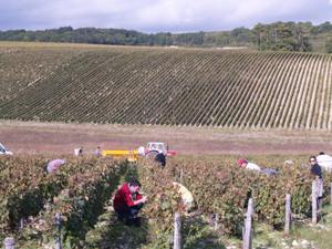 Harvest Experience in Chablis, Burgundy, France at Domaine Jean-Marc Brocard