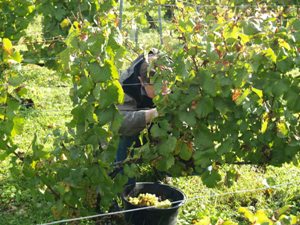 Grape Harvester in full action