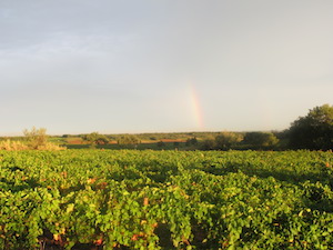 Vineyard experience in Languedoc