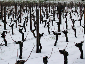 The snow covers the vineyards 