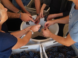 Organic Vineyard tour and oenology courses in France