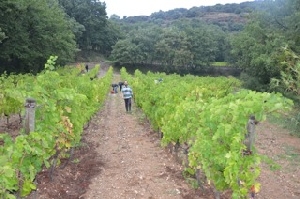 Vineyard experience in France, Languedoc