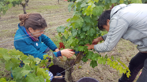 Pick your own grapes from your adopted vines with the Gourmet Odyssey Experience Wine