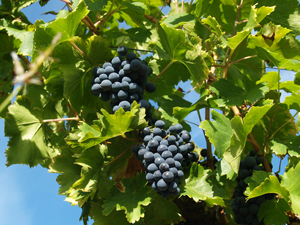 Original gift idea for wine lovers.  Adopt a vine and partipate in the harvest of your grapes