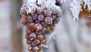 Pick up grapes, Ice wine