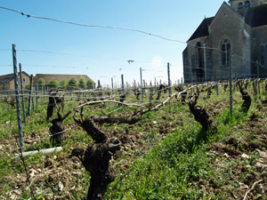 Adopt-a-vine gift for wine lovers in Chablis, France