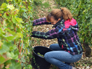 Participate in the harvest and learn about the art of winemaking