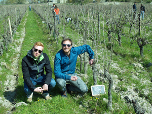 Rent some organic vines in the Loire Valley