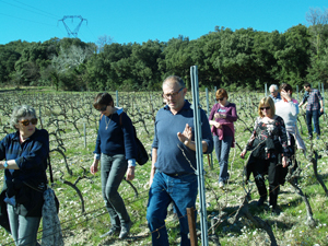 Vineyard guided tour with the winemaker