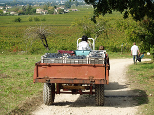 Rent-a-vine in Saint Emilion and get involved in the harvest