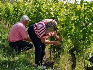 Wine gift, vineyard tour and meeting the winemaker in Chinon France