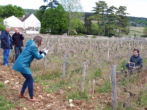 Vine adoption in Santenay, Burgundy, France