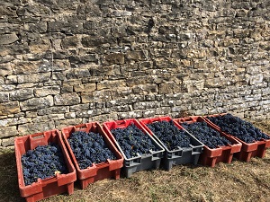 Grapes picking experience in Burgundy, France