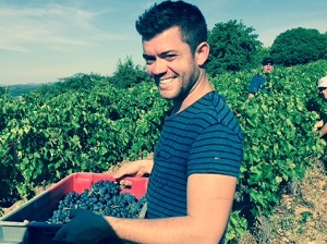 Harvest experience day in a French vineyard
