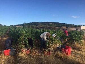 Harvest Day experience in Languedoc, France
