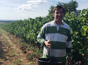 Early harvest in 2018 in France for organic vineyards